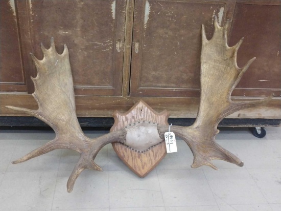 52" Wide Moose Antlers On Plaque