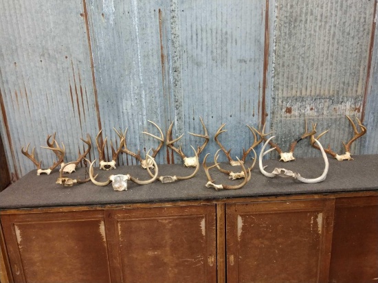14 Sets Of Whitetail Antlers On Skull Plate
