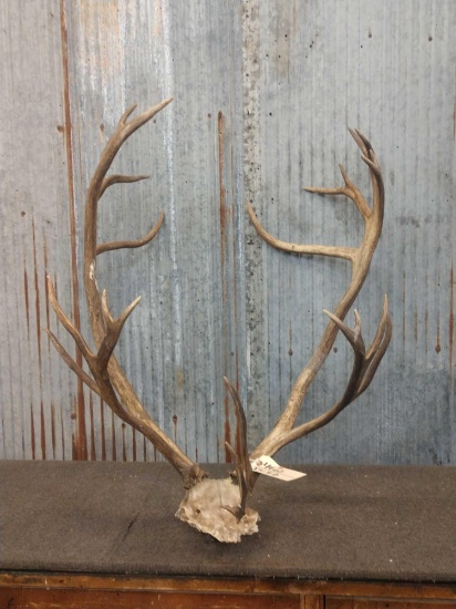 Caribou Antler On Skull Plate