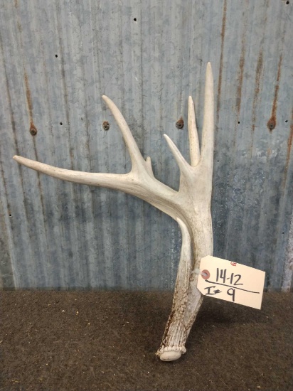 Main Frame 4 Point Whitetail Shed Antler