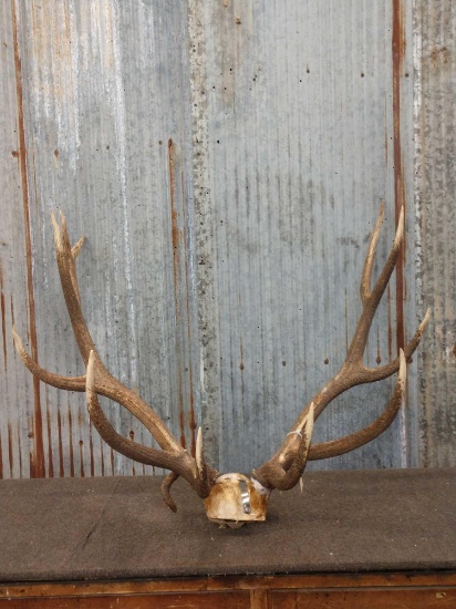 6x6 Elk Antlers On Skull Plate