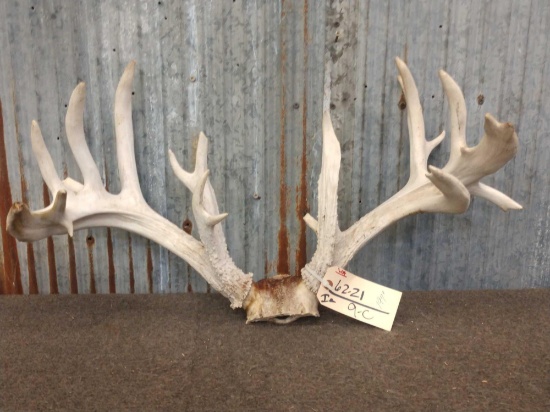 197" Whitetail Antlers On Skull Plate