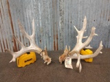 Big Heavy Whitetail Shed Antlers