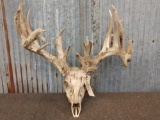 Main Frame 5x5 Whitetail Antlers On Skull