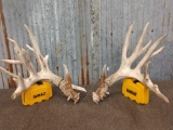 Big Heavy Whitetail Shed Antlers