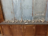 11 Single Whitetail Shed Antlers