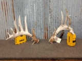 Big Heavy Whitetail Shed Antlers