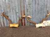 2 Small Sets Of Freak Whitetail Antlers