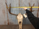 Moose Antlers On Skull