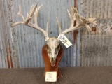 Main Frame 5x5 Whitetail Antlers On Skull