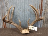 BIG 4x4 Whitetail Antlers On Skull Plate
