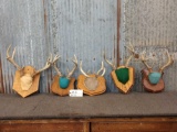 5 Sets Of Whitetail Antlers On Plaque