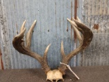 Main Frame 5x5 Whitetail Antlers On Skull Plate