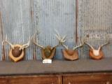 4 Sets Of Whitetail Antlers On Plaque