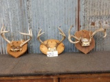 3 Sets Of Whitetail Antlers On Plaque