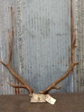 4x5 Elk Antlers On Skull Plate