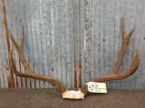 4x4 Mule Deer Antlers On Skull Plate