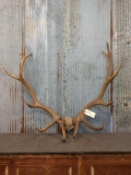 7x7 Elk Antlers On Skull Plate