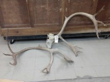 Big Caribou Antlers With Skull