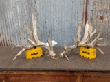 Upper 209 Class Whitetail Shed Antlers