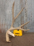 Big 5 point mule deer shed antler