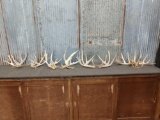 4 Sets Of Whitetail Cut Off Antlers