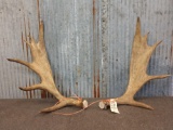 Smaller Moose Antlers Cut Below The Burr