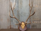 8x7 Elk Antlers On Plaque