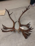 Double Shovel Caribou Antlers