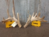 Main Frame 5x5 Whitetail Shed Antlers