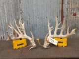 Main Frame 6x5 Whitetail Shed Antlers