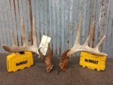 Mainframe 5x5 Whitetail shed antlers