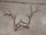 6x6 Elk Shed Antlers