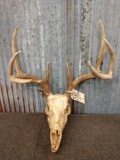 Mainframe 4x4 Whitetail antlers on skull