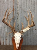 200 Class Whitetail Antlers On Skull