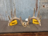 6x6 Whitetail Antlers On Split Skull Plate