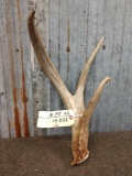 Big Wild 3 Point Whitetail Shed Antler