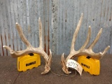 Cool Nontypical Whitetail Shed Antlers