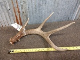 Mid 60 class 4 point Whitetail Shed Antler