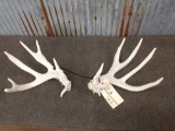 Main Frame 4 x4 Whitetail Shed Antlers