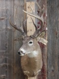 Main Frame 4x5 Whitetail Shoulder Mount Taxidermy