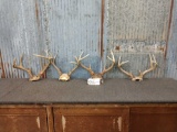 Four sets of medium sized Whitetail antlers on skull plate