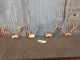Four sets of whitetail antlers on skull plate