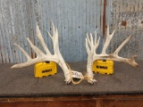 180 Class Whitetail Shed Antlers