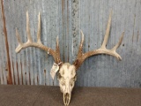 Wild 160 Class Whitetail Antlers On Skull