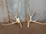 Nice 5x5 Mule Deer Shed Antlers