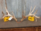 Hi 170 class Whitetail shed antlers