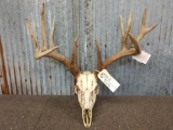 Wild 170 Class Whitetail Antlers On Skull