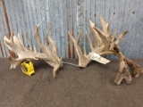 Huge 300 Class Whitetail Antlers