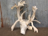 Mid 200 Class Whitetail Antlers On Skull